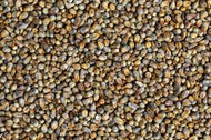 Premium Pearl (Kambu) Millet - 2LBs